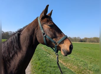 Westfaal, Merrie, 6 Jaar, 168 cm, Bruin