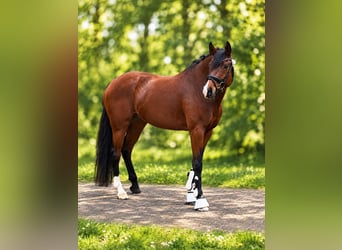 Westfaal, Merrie, 6 Jaar, 168 cm, Bruin