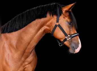 Westfaal, Merrie, 6 Jaar, 168 cm, Bruin
