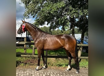 Westfaal, Merrie, 6 Jaar, 168 cm, Bruin