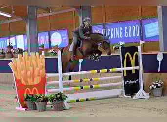 Westfaal, Merrie, 6 Jaar, 168 cm, Bruin