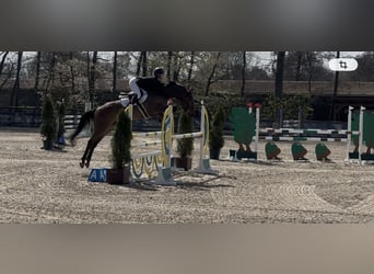 Westfaal, Merrie, 6 Jaar, 168 cm, Bruin