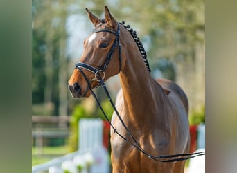 Westfaal, Merrie, 6 Jaar, 168 cm, Bruin