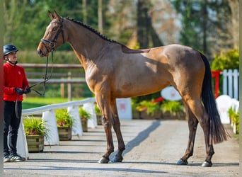 Westfaal, Merrie, 6 Jaar, 168 cm, Bruin