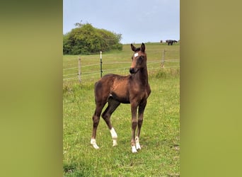 Westfaal, Merrie, 6 Jaar, 168 cm, Donkerbruin