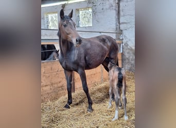 Westfaal, Merrie, 6 Jaar, 168 cm, Donkerbruin
