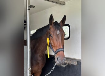 Westfaal, Merrie, 6 Jaar, 168 cm, Donkerbruin