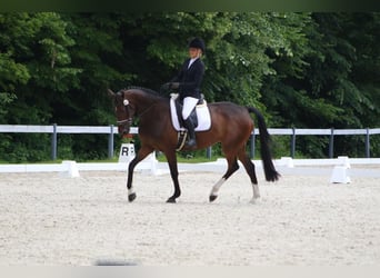 Westfaal, Merrie, 6 Jaar, 168 cm, Donkerbruin