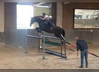 Westfaal, Merrie, 6 Jaar, 168 cm, Donkerbruin