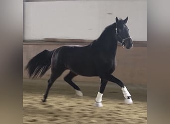 Westfaal, Merrie, 6 Jaar, 168 cm, Donkerbruin