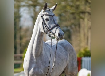 Westfaal, Merrie, 6 Jaar, 168 cm, Schimmel