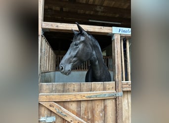 Westfaal, Merrie, 6 Jaar, 168 cm, Zwartbruin