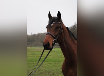 Westfaal, Merrie, 6 Jaar, 169 cm, Bruin