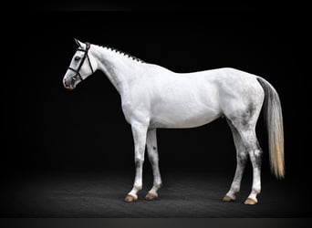 Westfaal, Merrie, 6 Jaar, 169 cm, Schimmel
