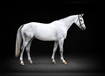 Westfaal, Merrie, 6 Jaar, 169 cm, Schimmel