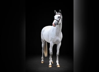 Westfaal, Merrie, 6 Jaar, 169 cm, Schimmel