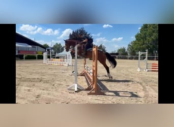 Westfaal, Merrie, 6 Jaar, 170 cm, Bruin