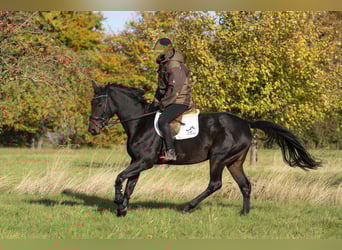 Westfaal, Merrie, 6 Jaar, 170 cm, Donkerbruin