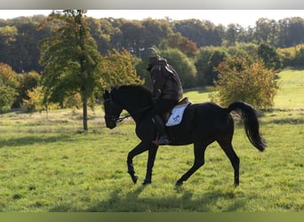 Westfaal, Merrie, 6 Jaar, 170 cm, Donkerbruin