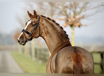 Westfaal, Merrie, 6 Jaar, 170 cm, Donkere-vos