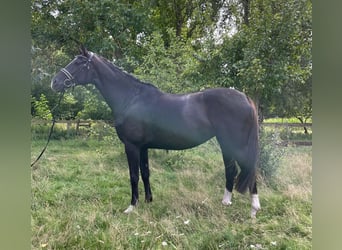 Westfaal, Merrie, 6 Jaar, 170 cm, Donkere-vos