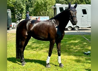 Westfaal, Merrie, 6 Jaar, 172 cm, Donkerbruin