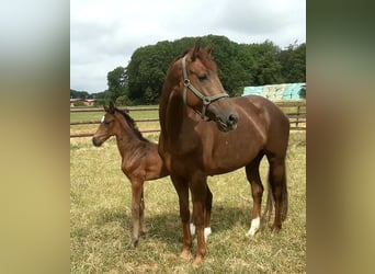 Westfaal, Merrie, 6 Jaar, 172 cm, Vos