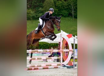 Westfaal, Merrie, 6 Jaar, 173 cm, Bruin