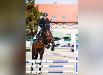 Westfaal, Merrie, 6 Jaar, 173 cm, Bruin