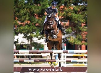 Westfaal, Merrie, 6 Jaar, 173 cm, Bruin