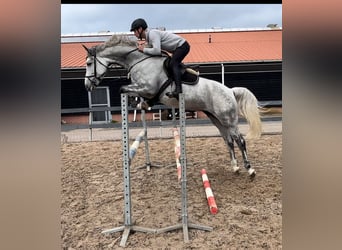 Westfaal, Merrie, 6 Jaar, 173 cm, Schimmel