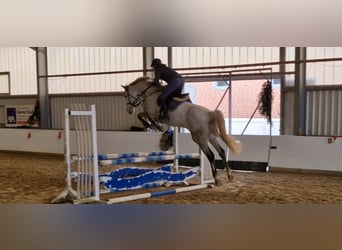 Westfaal, Merrie, 6 Jaar, 173 cm, Schimmel