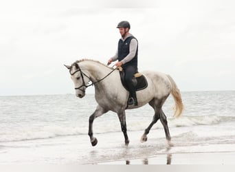 Westfaal, Merrie, 6 Jaar, 173 cm, Schimmel