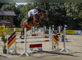 Westfaal, Merrie, 6 Jaar, 175 cm, Bruin