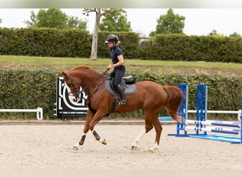 Westfaal, Merrie, 6 Jaar, 175 cm, Vos