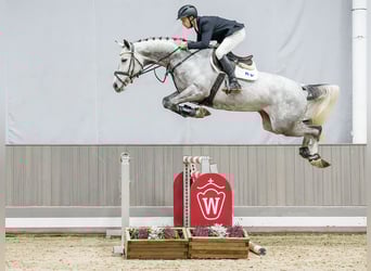 Westfaal, Merrie, 6 Jaar, Schimmel