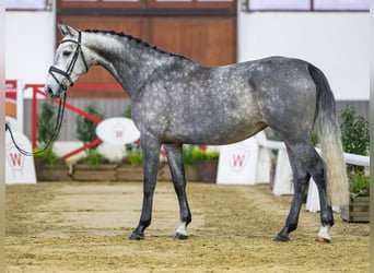 Westfaal, Merrie, 6 Jaar, Schimmel