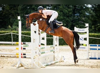 Westfaal, Merrie, 7 Jaar, 160 cm, Bruin