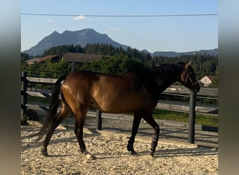 Westfaal, Merrie, 7 Jaar, 162 cm, Bruin