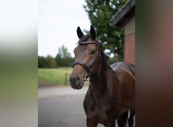 Westfaal, Merrie, 7 Jaar, 162 cm, Donkerbruin