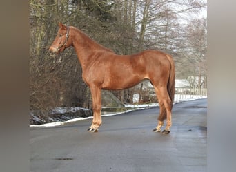 Westfaal, Merrie, 7 Jaar, 163 cm, Vos