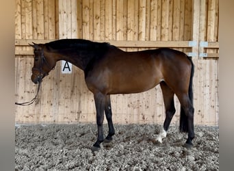 Westfaal, Merrie, 7 Jaar, 164 cm, Bruin