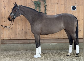 Westfaal, Merrie, 7 Jaar, 165 cm, Donkerbruin