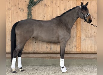 Westfaal, Merrie, 7 Jaar, 165 cm, Donkerbruin