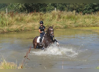 Westfaal, Merrie, 7 Jaar, 165 cm, Donkerbruin