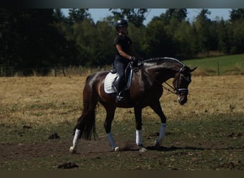 Westfaal, Merrie, 7 Jaar, 165 cm, Donkerbruin