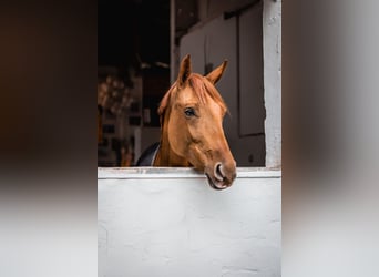 Westfaal, Merrie, 7 Jaar, 166 cm, Vos