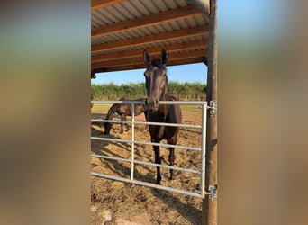 Westfaal, Merrie, 7 Jaar, 166 cm, Zwartbruin