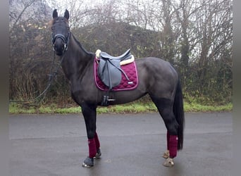 Westfaal, Merrie, 7 Jaar, 166 cm, Zwartbruin