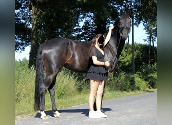 Westfaal, Merrie, 7 Jaar, 166 cm, Zwartbruin